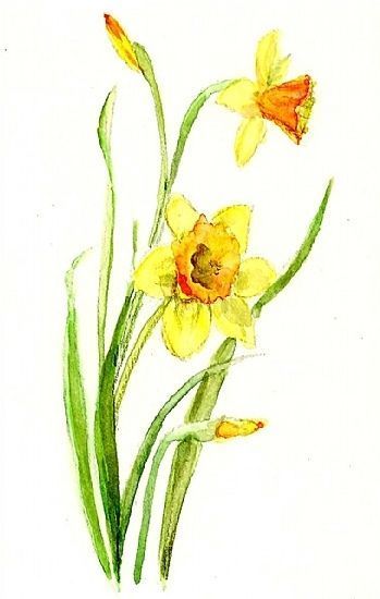 349x550 Gallery For Gt Watercolor Daffodil In 2018 - Daffodil Watercolor