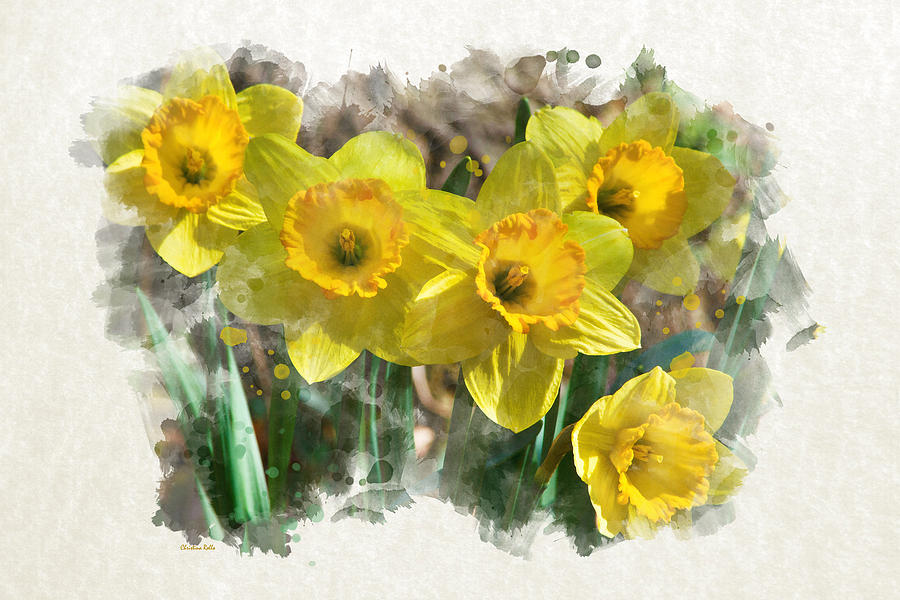900x600 Spring Daffodils Watercolor Art Mixed Media By Christina Rollo - Daffodil Watercolor