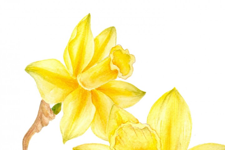 720x479 Watercolor Daffodil Clipart By Digitaldesignsandart - Daffodil Watercolor