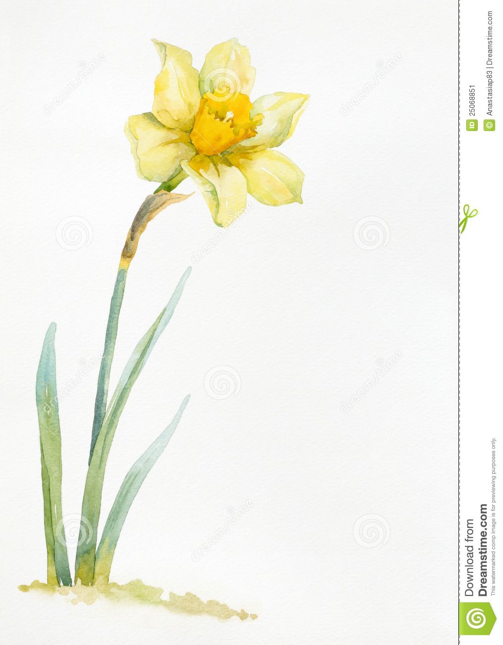1015x1300 Daffodil Watercolor Tattoo - Daffodil Watercolor