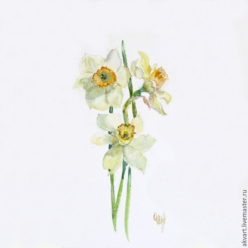 803x803 Watercolor. Watercolor Miniature. Flowers. Daffodils Shop Online - Daffodil Watercolor