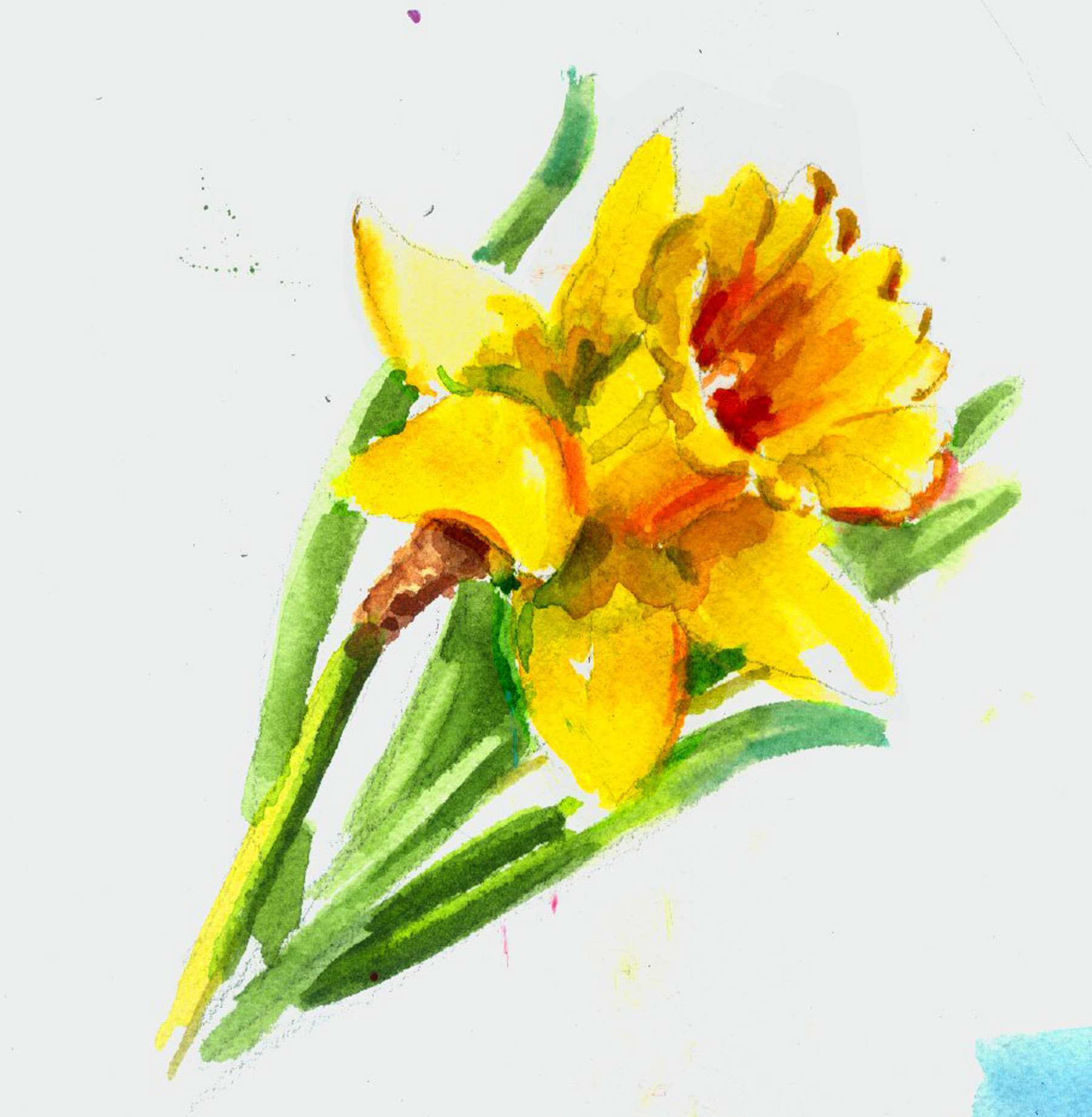 Daffodil Watercolor at Explore collection of