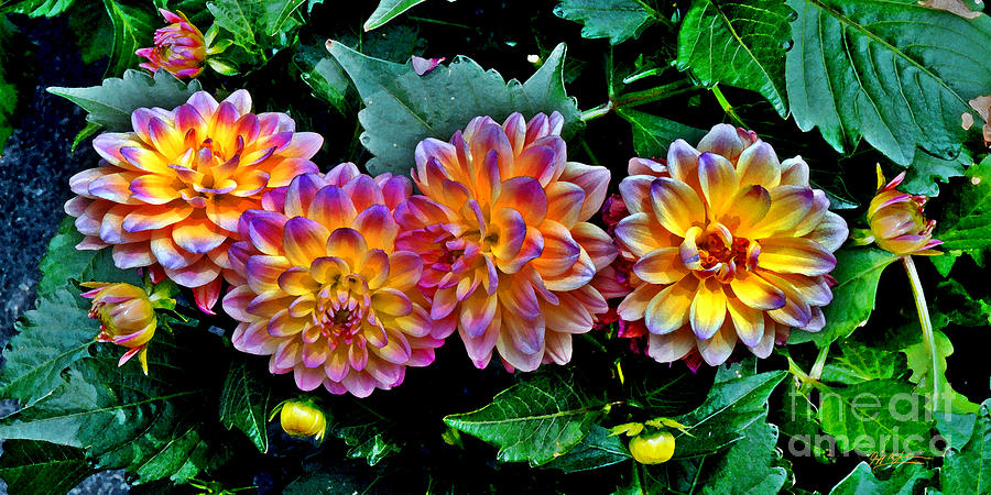 900x450 Dahlia Watercolor Photograph By Jeff Mcjunkin - Dahlia Watercolor
