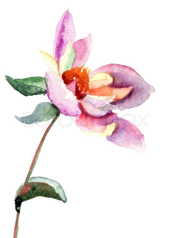 586x800 Dahlia Flower, Watercolor Illustration Stock Photo Colourbox - Dahlia Watercolor