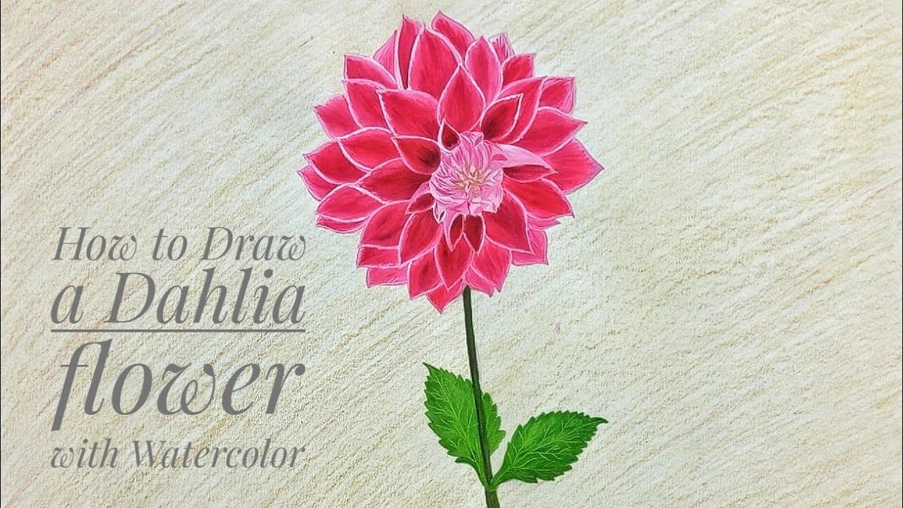 1280x720 How To Draw A Dahlia Flower With Watercolor - Dahlia Watercolor