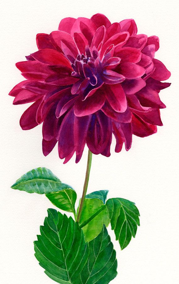 570x906 Red Violet Dahlia Blossom Watercolor Painting On White Background - Dahlia Watercolor