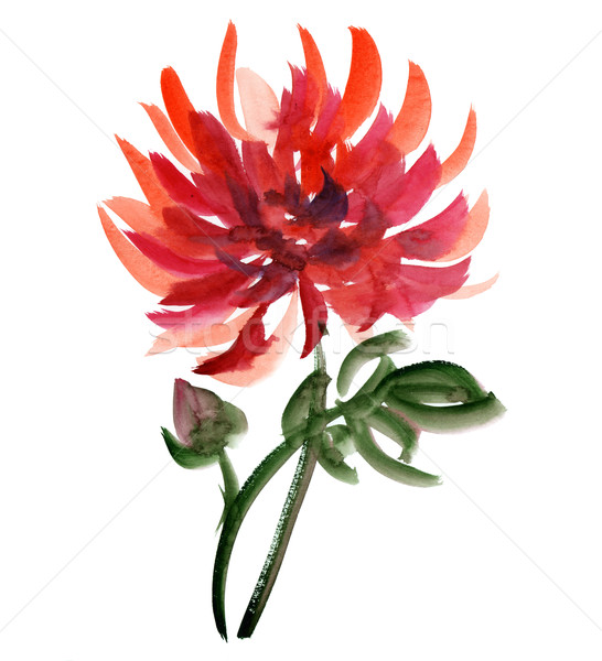 546x600 Watercolour Dahlia Stock Photo G P (Galyna) ( 1682513) Stockfresh - Dahlia Watercolor