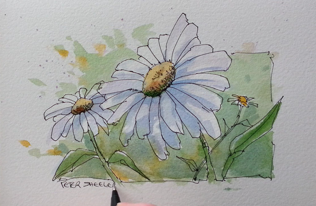 1024x666 Paint A Daisy Flower. Line And Wash Watercolor. New - Daisy Flower Watercolor