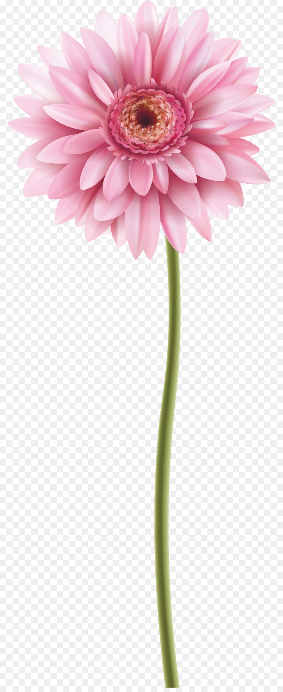 900x2200 Transvaal Daisy Flower Watercolor Painting Bud - Daisy Flower Watercolor