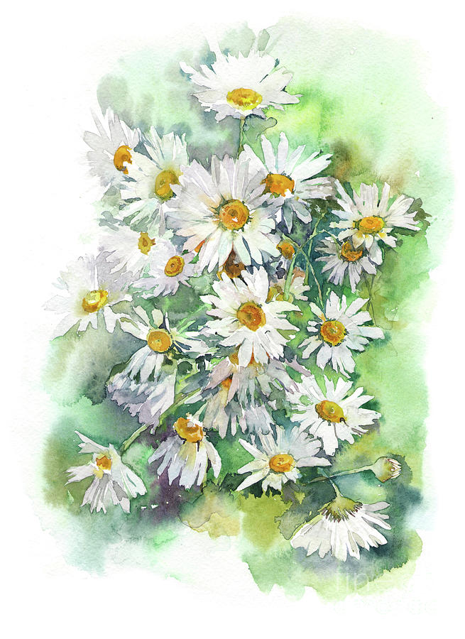 655x900 Watercolor Chamomile Daisy Flowers Painting By Mary Pashkova - Daisy Flower Watercolor