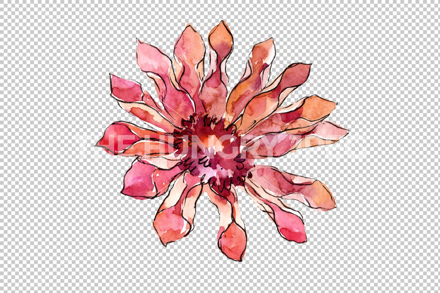 1400x933 African Daisy Flower Watercolor Png Set By Mystocks - Daisy Flower Watercolor