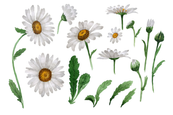 580x387 Beautiful Flower White Daisy Png Watercolor Set Graphic By - Daisy Flower Watercolor
