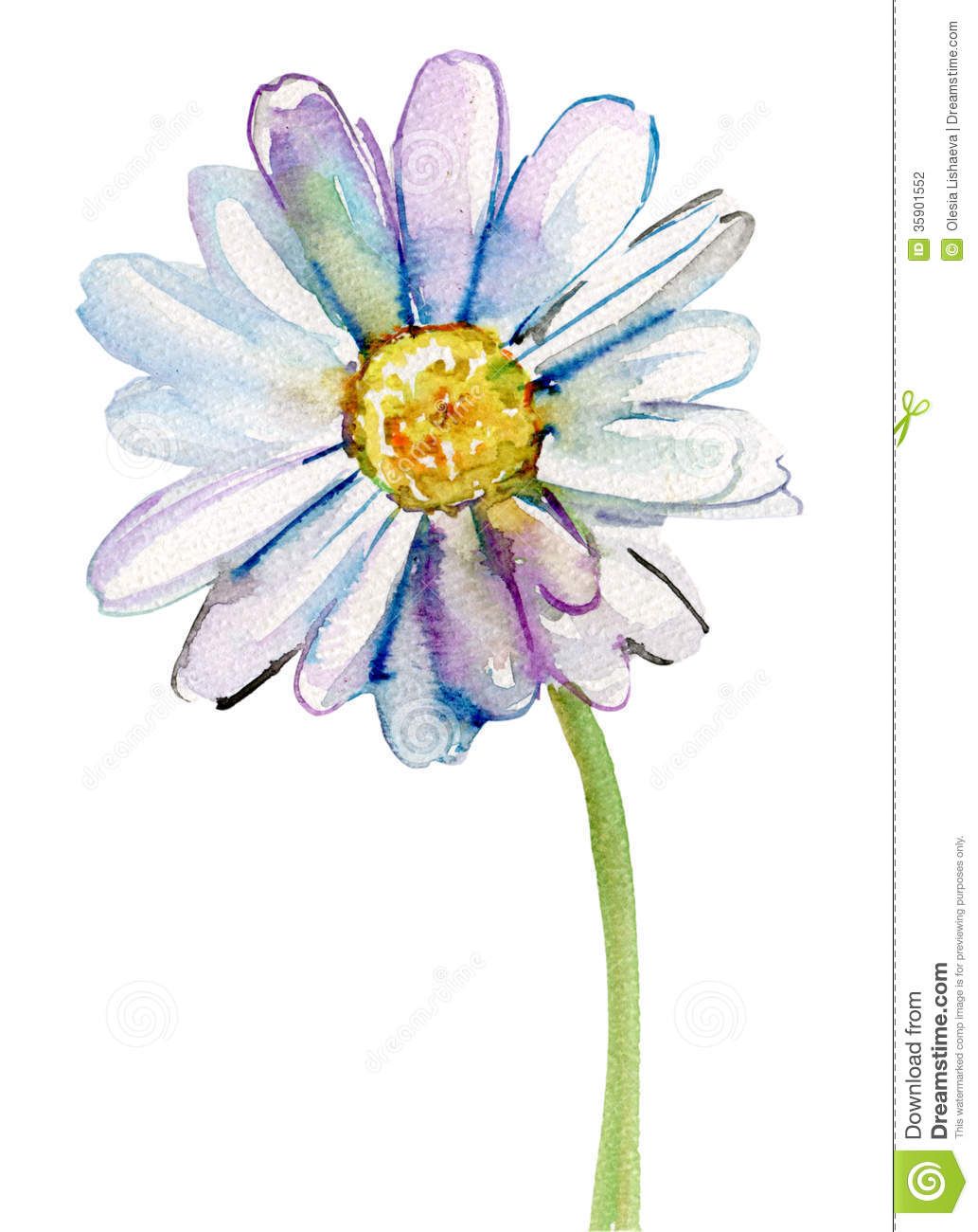 1033x1300 Camomile Flower, Watercolor Illustration - Daisy Flower Watercolor
