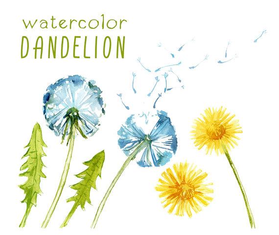570x480 Digital Clipart, Watercolor Dandelion, Watercolor Flower By - Dandelion Watercolor