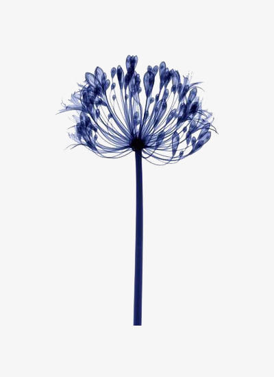 400x550 Blue Dandelion, Blue, Watercolor Painting, Plant Material Png - Dandelion Watercolor Painting