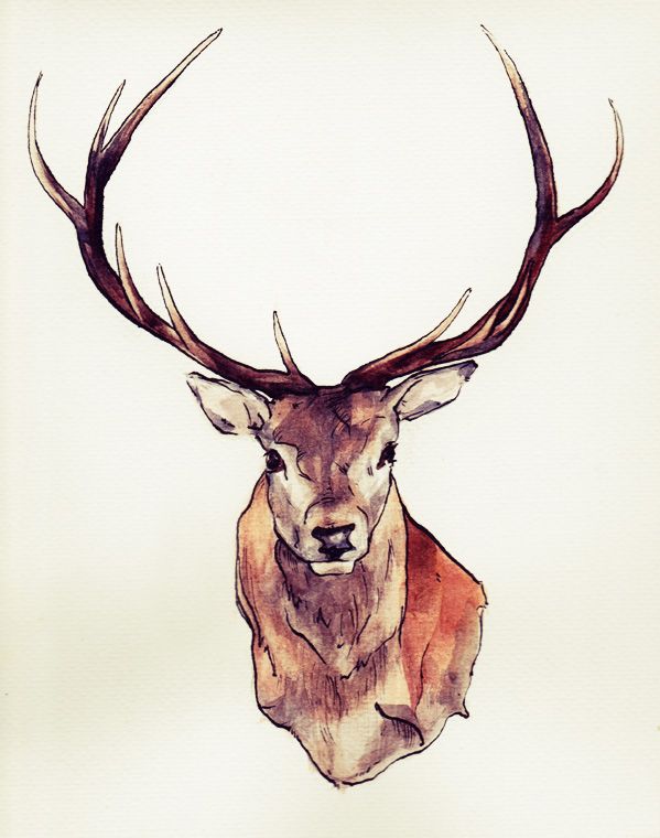 599x760 Pin By Lisa Conway On Art Tattoo, Draw And Watercolor - Deer Head Watercolor