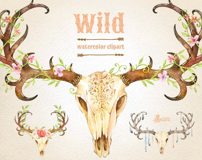 700x556 Wild. 3 Watercolor Skulls With Antlers, Hand Painted Clipart - Deer Skull Watercolor