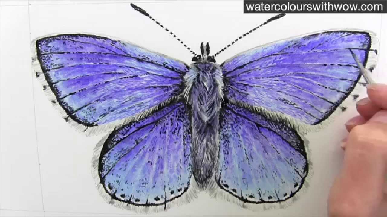 1280x720 How To Paint A Realistic And Detailed Blue Butterfly In Watercolor - Detailed Watercolor