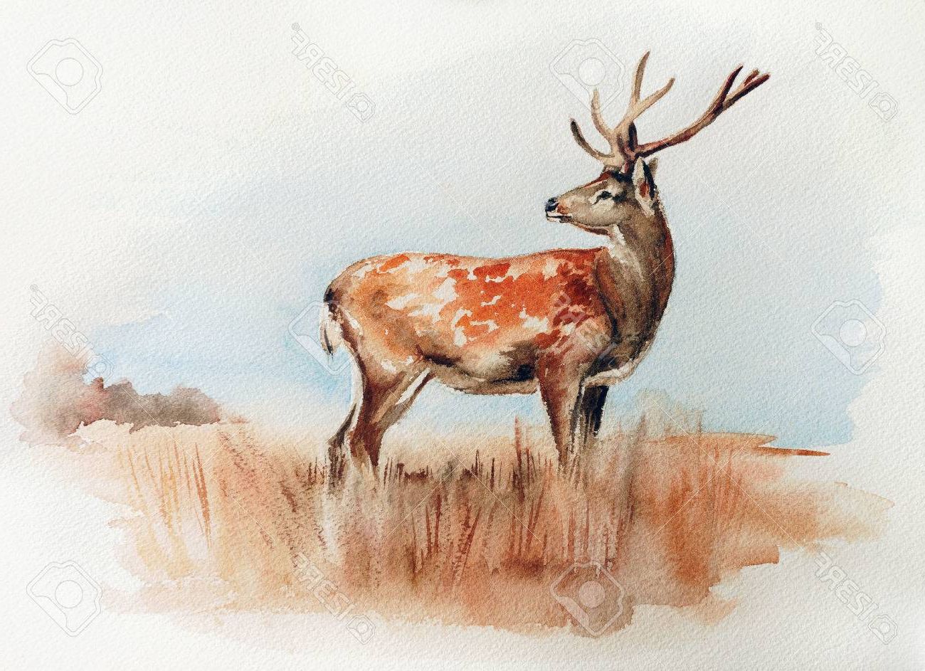 1300x943 Painting Wildlife In Watercolor Deer In The Field - Detailed Watercolor