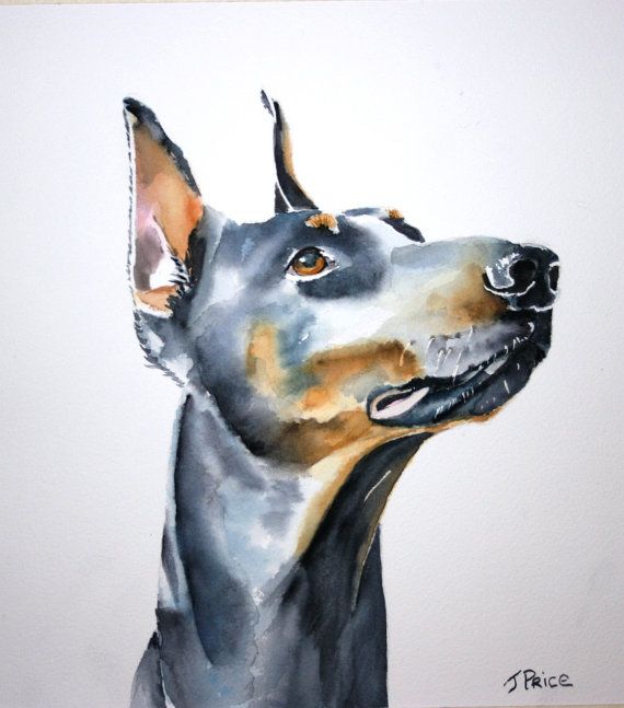 570x647 Doberman Watercolor Painting Watercolor Dog Portrait - Doberman Watercolor