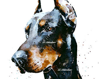 340x270 Doberman Art Etsy - Doberman Watercolor