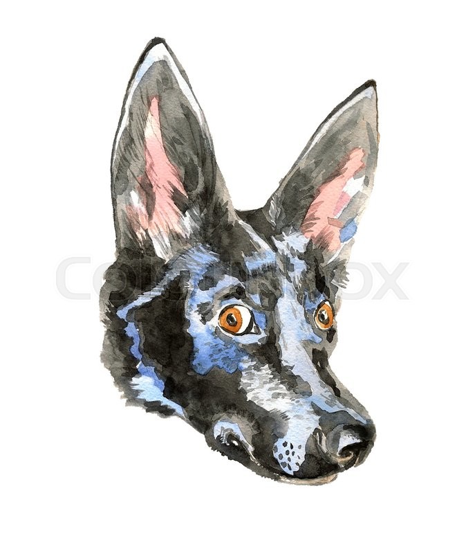 687x800 Portrait Of Cheerful Watercolor Dog Isolated On White Background - Doberman Watercolor
