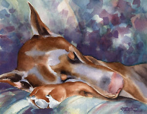 300x233 Red Doberman Pinscher Art Print Watercolor 11 X 14 Signed By - Doberman Watercolor