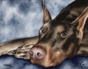 300x236 Red Doberman Watercolor Dog 8 X 10 Art Print Signed By Artist Djr - Doberman Watercolor
