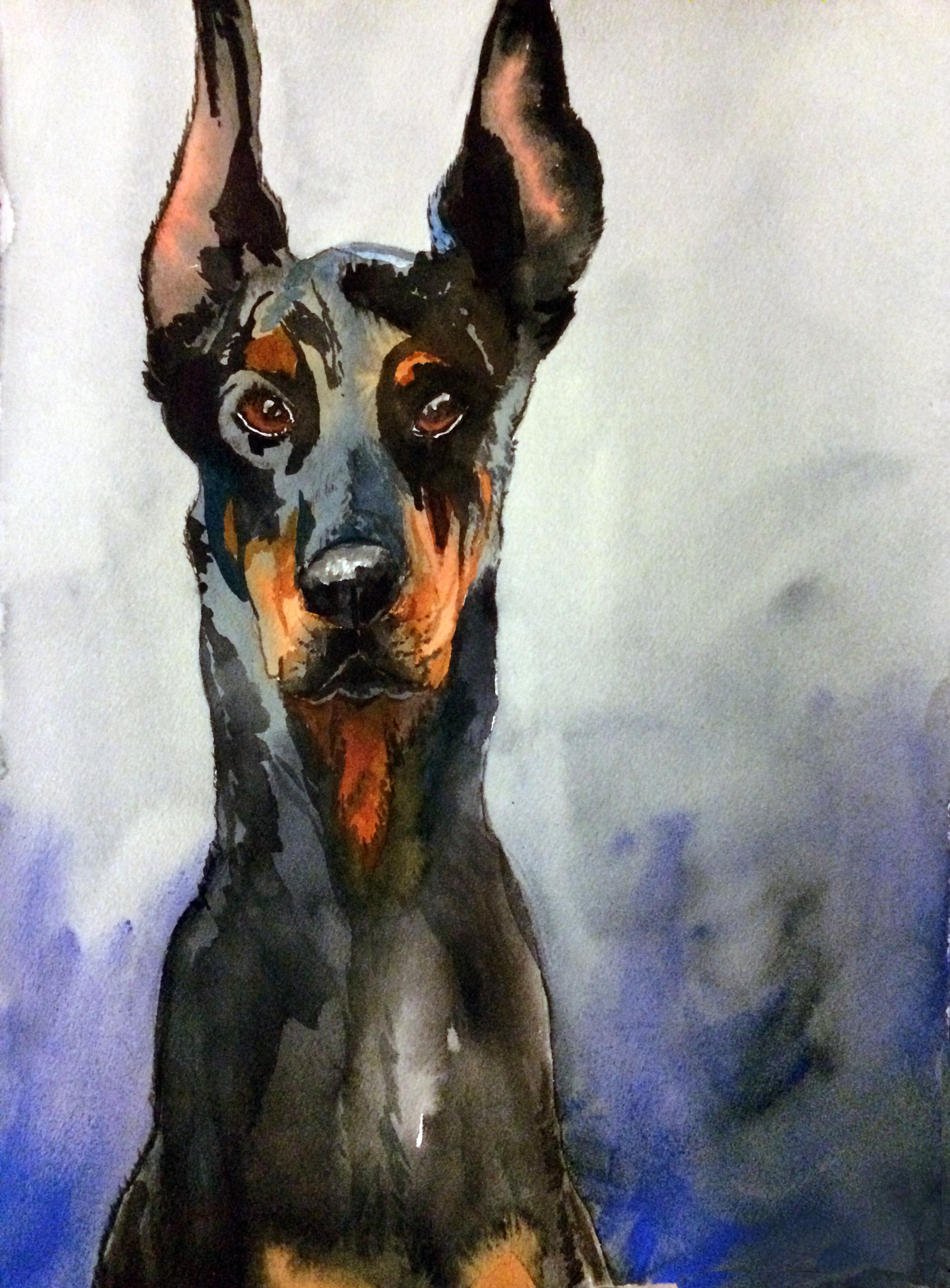 2364x3204 The Noble Doberman. Watercolor Painting By Sarah Van Evera - Doberman Watercolor