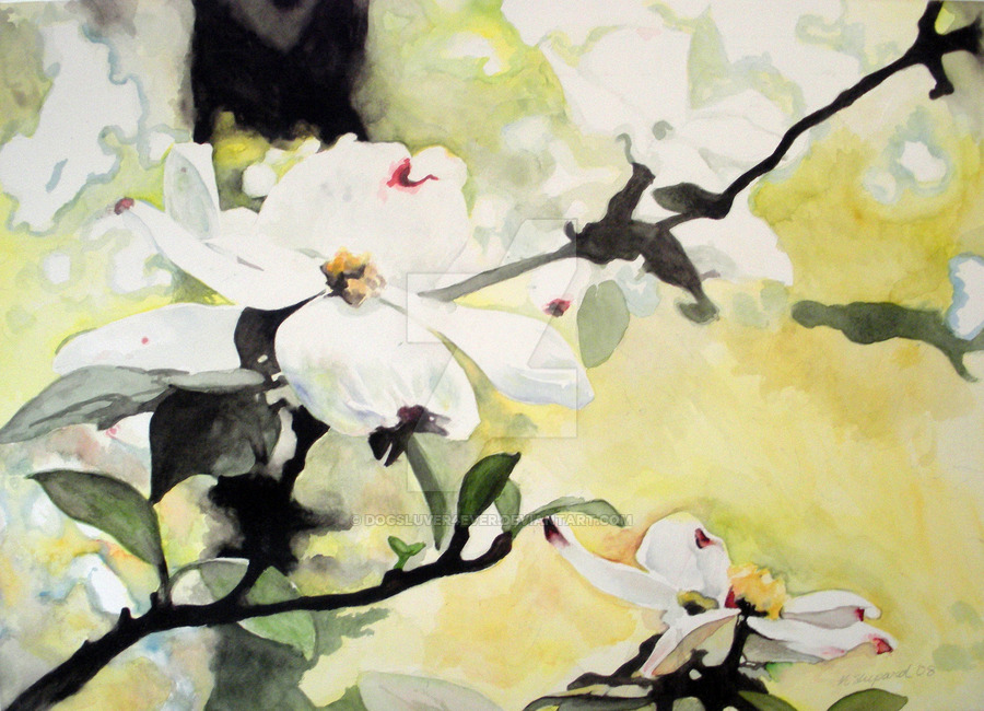 900x650 Dogwood Watercolor By Dogsluver4ever - Dogwood Watercolor
