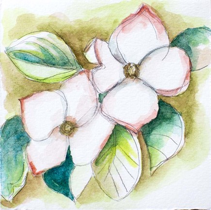 435x432 Watercolor Dogwood Art By Elizabeth St. Hilaire - Dogwood Watercolor