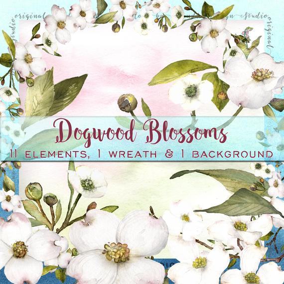 570x570 Watercolor Flowers Dogwood Clipart Clipart Flowers Etsy - Dogwood Watercolor