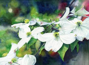 375x272 Dogwood Watercolor Paintings For Sale Saatchi Art - Dogwood Watercolor Paintings