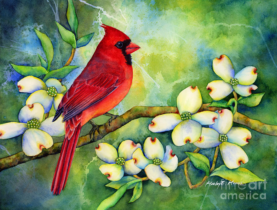 900x685 Cardinal On Dogwood Painting By Hailey E Herrera - Dogwood Watercolor Paintings
