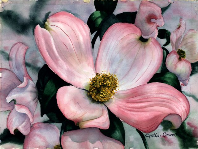 640x482 Cynthia Orwan Watercolors - Dogwood Watercolor Paintings