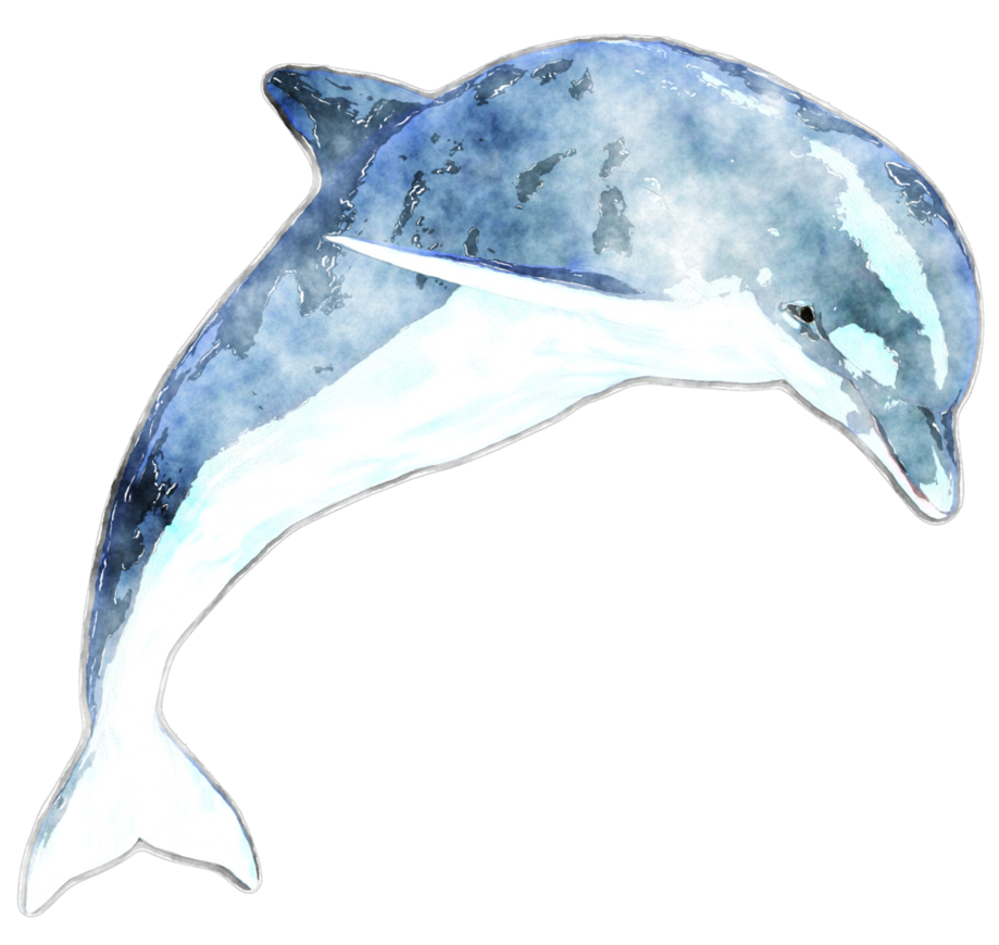 919x870 Watercolor Dolphin By Lavandalu - Dolphin Watercolor
