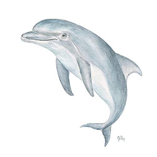 Dolphin Watercolor Painting At Paintingvalley.com 