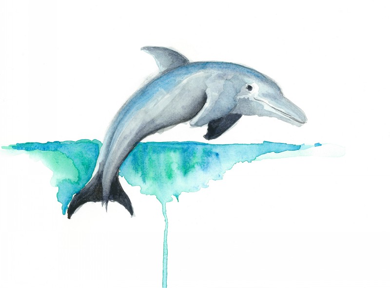 800x592 Sweet Watercolor Swimming Dolphin Tattoo Design By Enviousv - Dolphin Watercolor Tattoo
