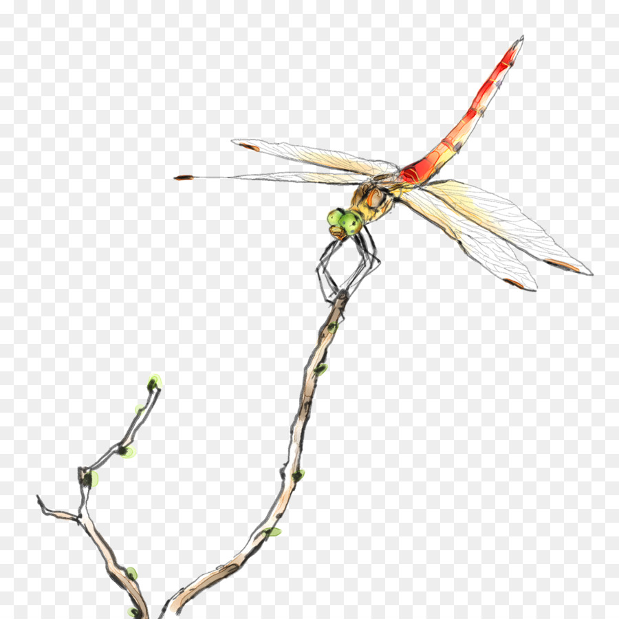 900x900 Dragonfly Watercolor Painting Butterfly Illustration - Dragonfly Paintings Watercolor