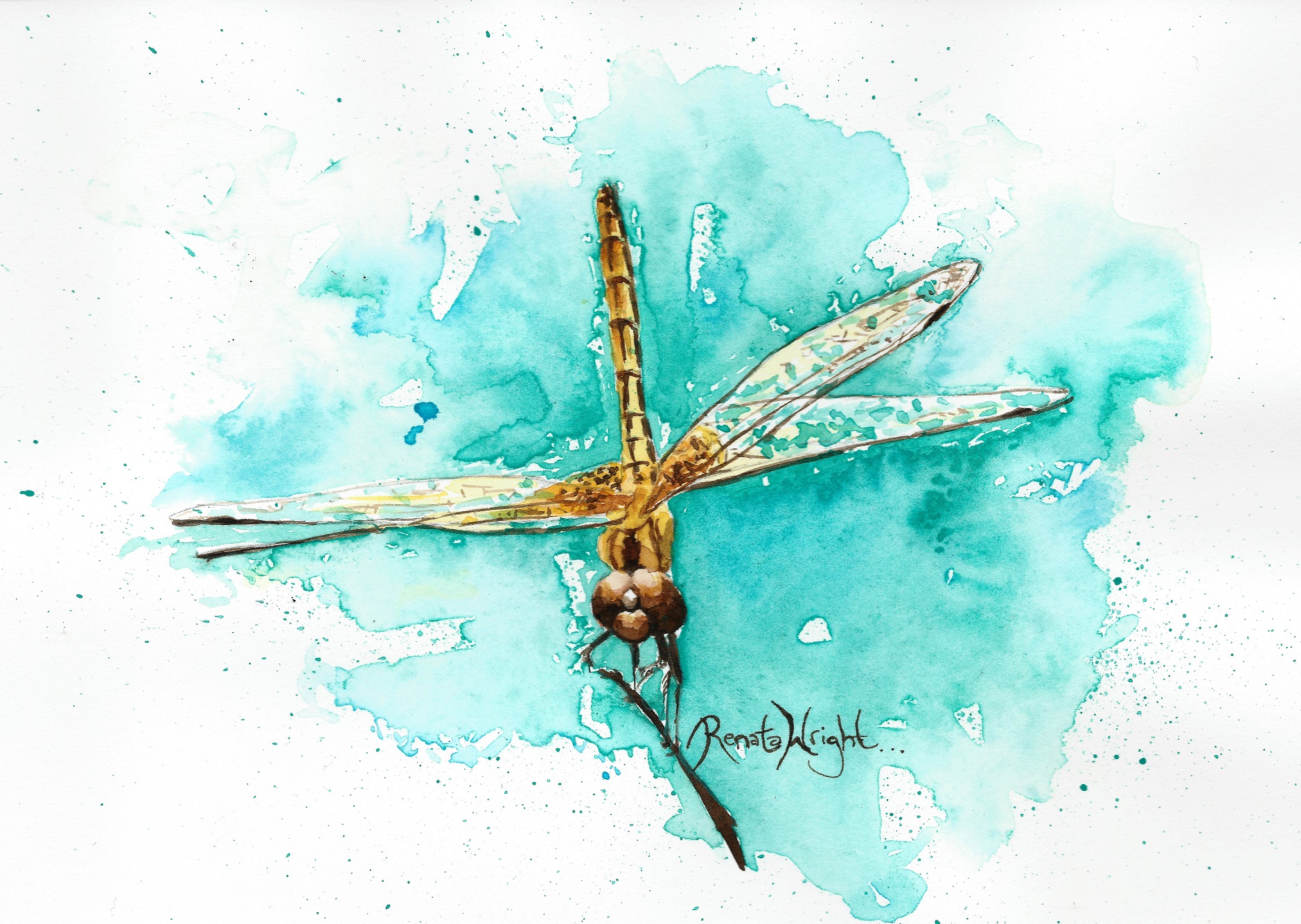 1878x1334 Gallery Amp Shop - Dragonfly Paintings Watercolor