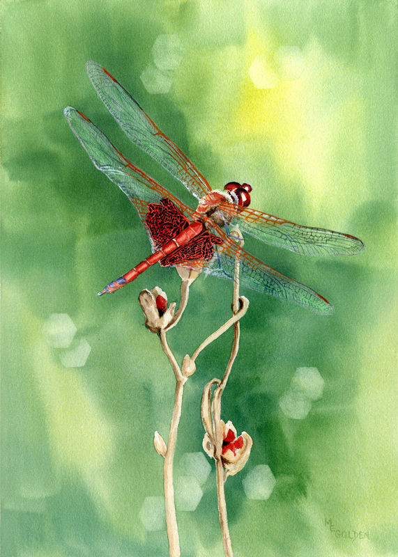 571x800 Dragonfly Collection From Original Watercolors - Dragonfly Watercolor Pictures
