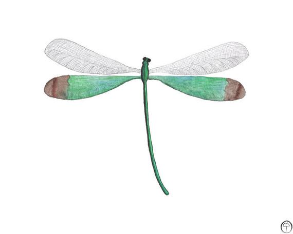 570x456 Dragonfly Watercolor Watercolor Painting Art Print Etsy - Dragonfly Watercolor Pictures