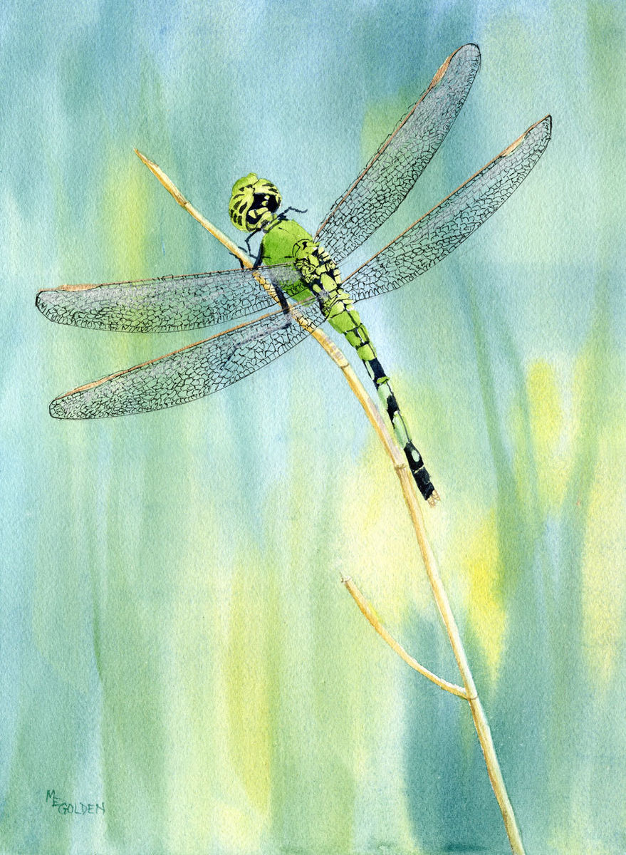 879x1200 Green Dragonfly Giclee Print From A Watercolor - Dragonfly Watercolor Pictures