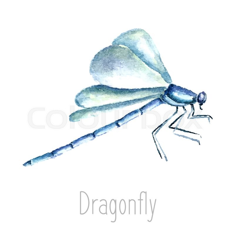 800x800 Hand Drawn Watercolor Dragonfly Illustration. Drawing Isolated On - Dragonfly Watercolor Pictures