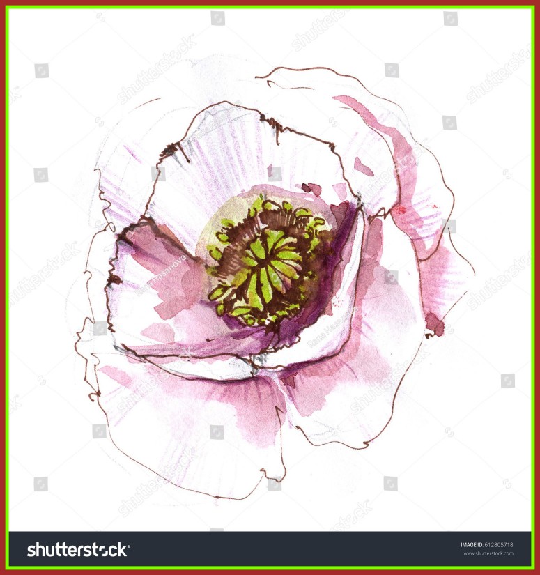 775x825 Awesome Hand Drawn Watercolor Flower Painting Sketch Stock - Drawing Watercolor Flowers