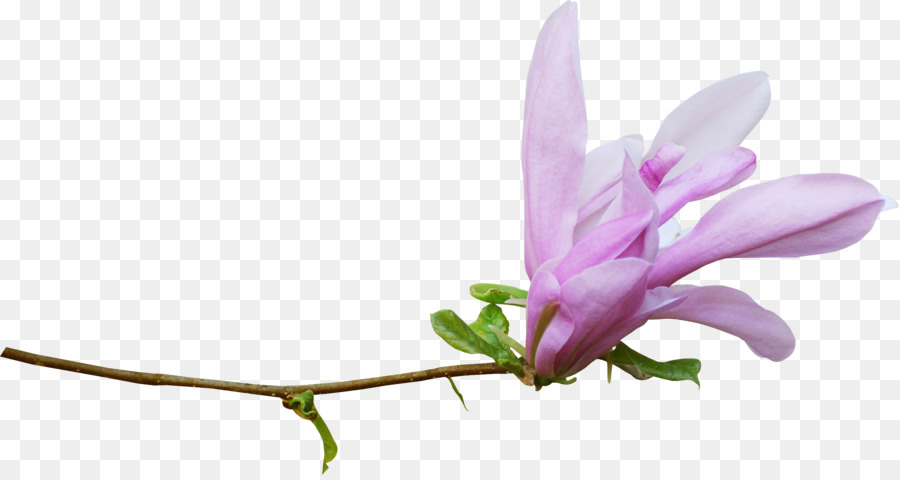 900x480 Download Watercolor Flowers Watercolor Painting Drawing Watercolor - Drawing Watercolor Flowers