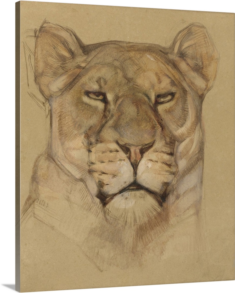 802x1000 Head Of Lioness, By Bernard Willem Wierink, C. 1900 30, Dutch - Dutch Watercolor