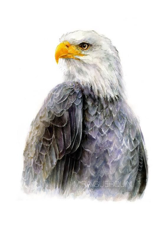 570x774 Bald Eagle Watercolor Archival Print Mira Guerquin Watercolors - Eagle Watercolor