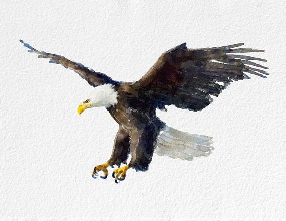 570x440 Eagle Watercolor Painting Art Print Bird Watercolor Black Grey - Eagle Watercolor
