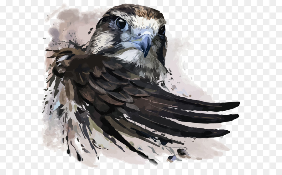 900x560 Watercolor Painting Falcon Illustration - Eagle Watercolor